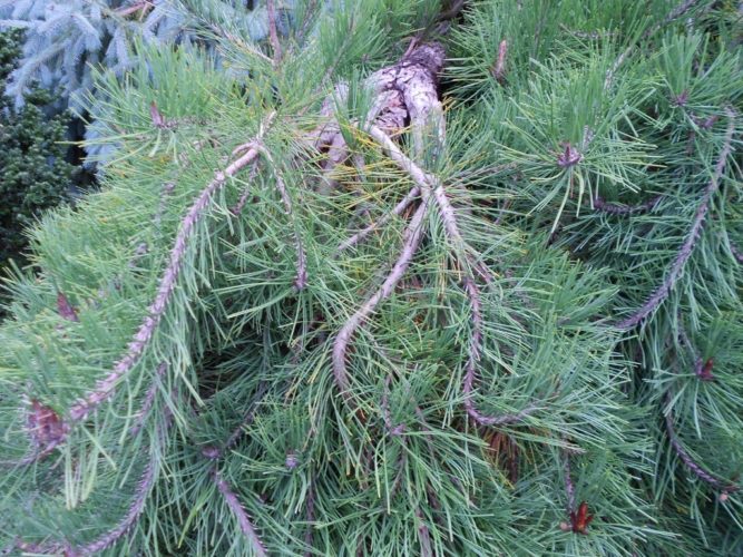 Pinus Densiflora Pendula CLT 25 060-070 1/2 F.