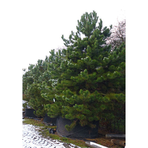 Pinus Nigra Bambino CLT 7-10 1/4 F.
