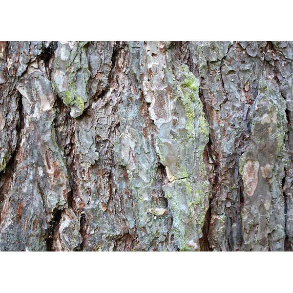 Pinus Nigra Bambino CLT 7-10 1/4 F.