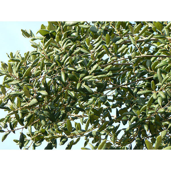 Quercus Suber CLT 180-285 350-400 Tbb