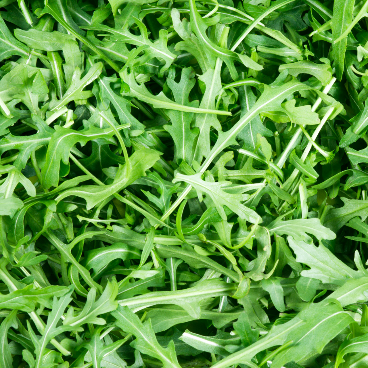 Herb Rocket Wild (Organic)