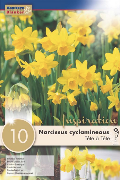 Narcissus Tete A Tete  Z10/11