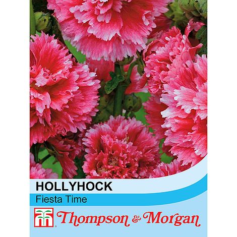 Hollyhock Alcea rosea Fiesta Time