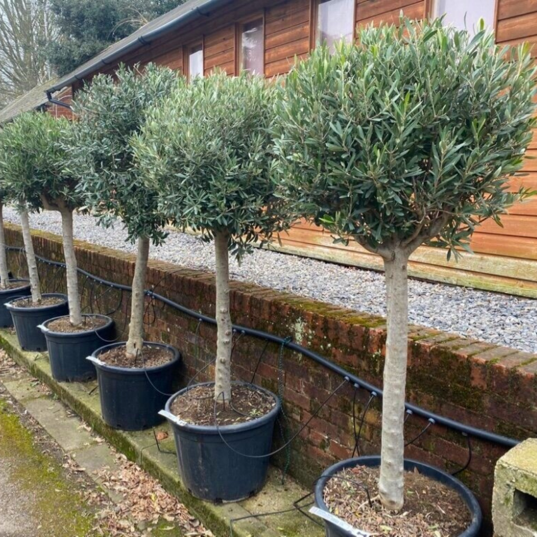 Olive Tree (Olea Europaea) - Ball