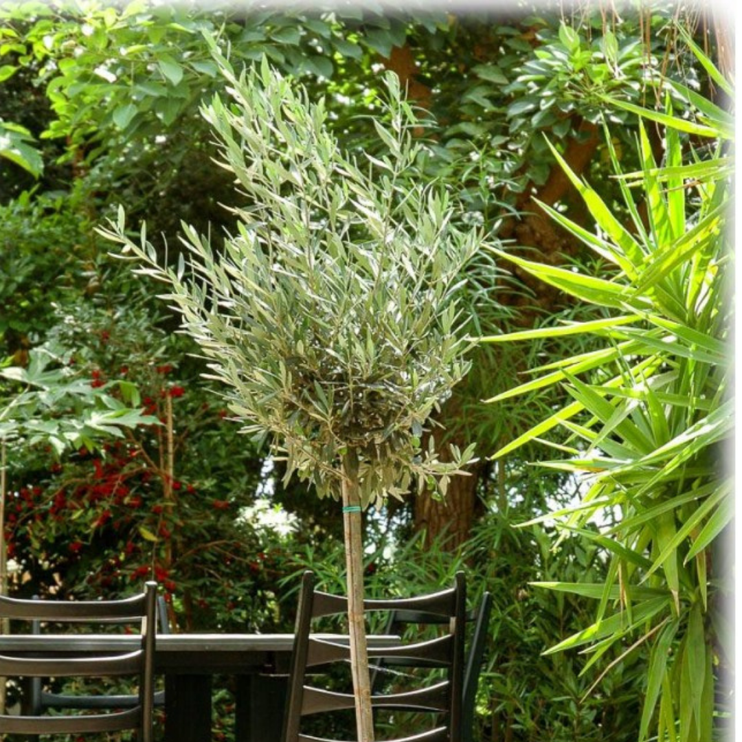 Olive Trees (Olea Europaea) - Loosehead