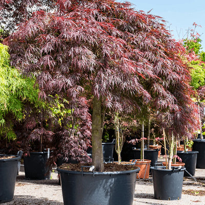 Red - Acer / Japanese Maple