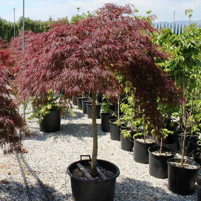 Red - Acer / Japanese Maple
