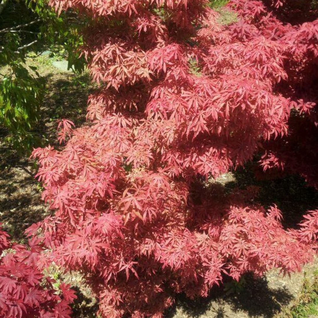 Acer - Palmatum Jerre Schwartz