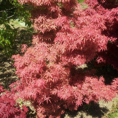 Red - Acer / Japanese Maple