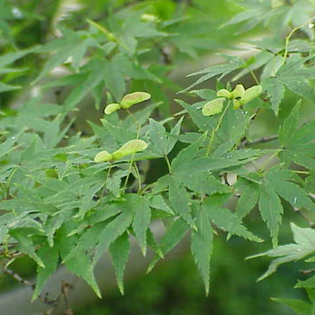 Green - Acer / Japanese Maple
