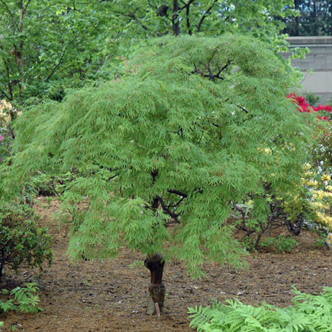 Green - Acer / Japanese Maple