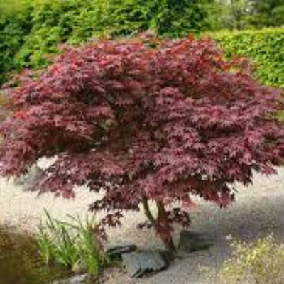 Red - Acer / Japanese Maple