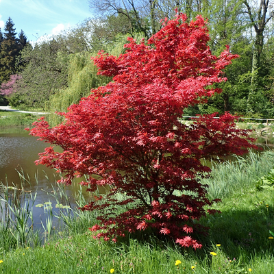 Red - Acer / Japanese Maple