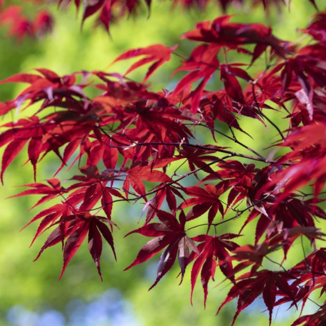 Red - Acer / Japanese Maple