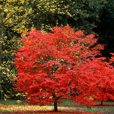Red - Acer / Japanese Maple