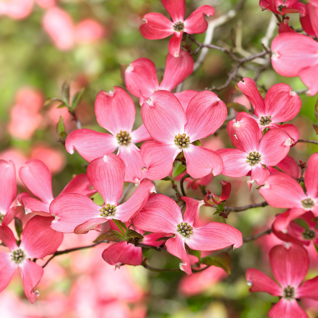 Dogwood (Cornus) - Florida Rubra