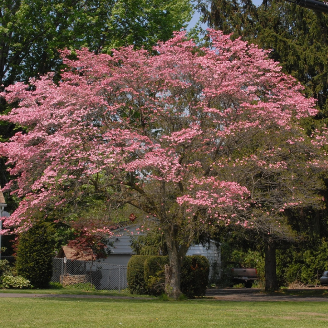 Dogwood (Cornus) - Florida Rubra