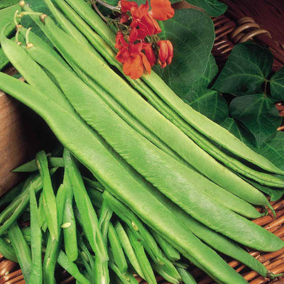 Runner Bean Polestar.