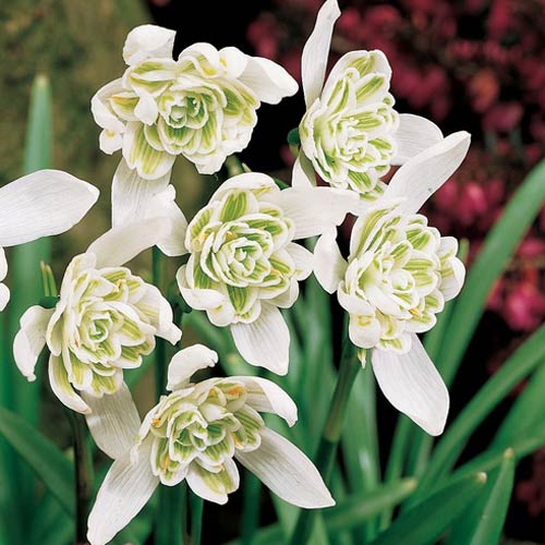 Galanthus Flore Pleno 5/6