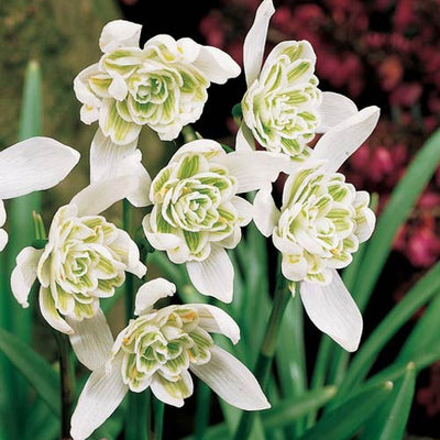 Galanthus Flore Pleno 5/6