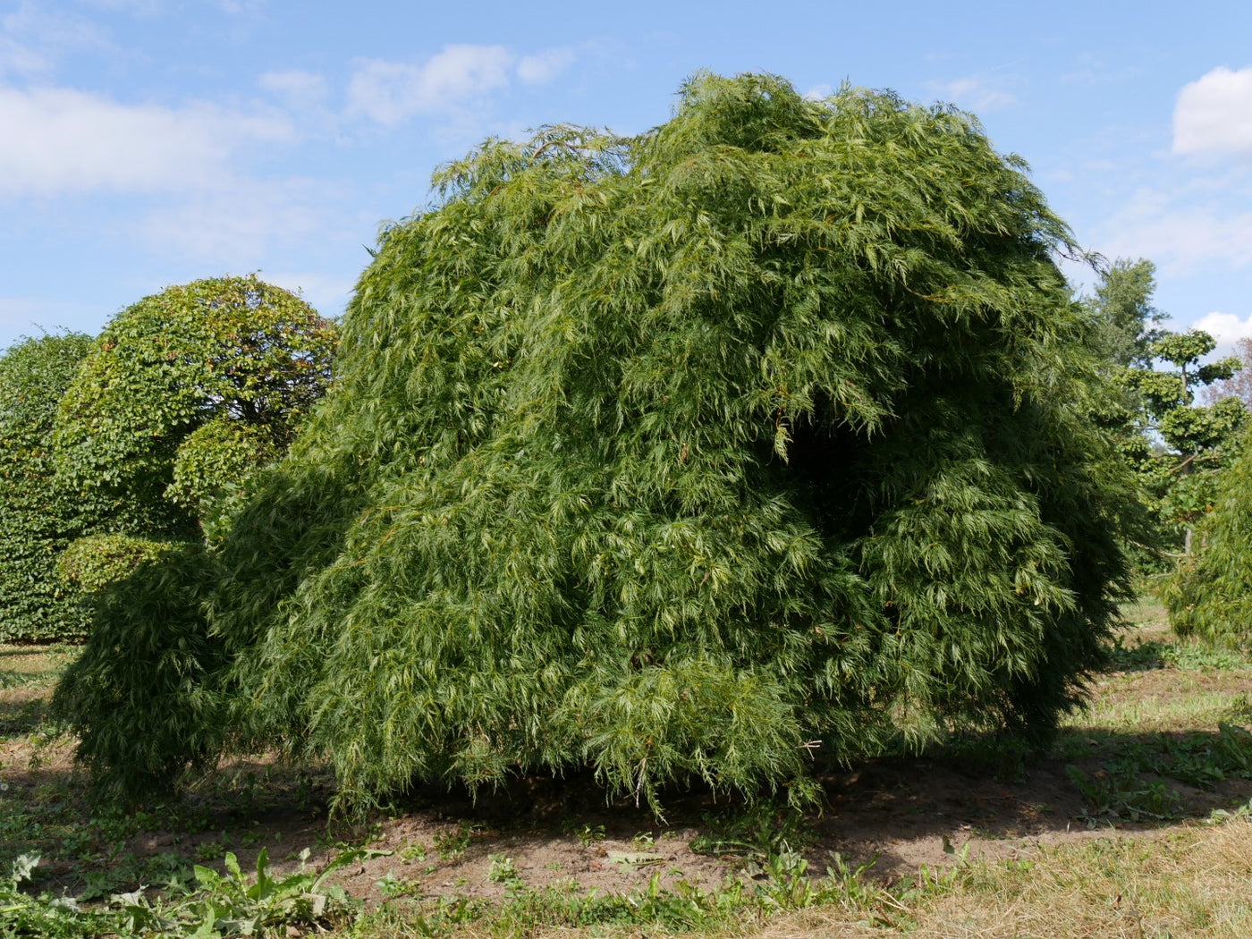 Green - Acer / Japanese Maple