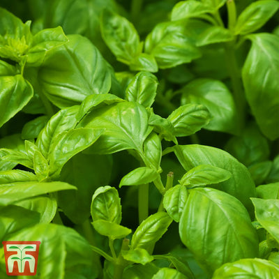 Herb Basil Devotion