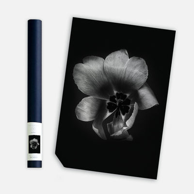 Tulip Life III, 50cmx70cm wall art