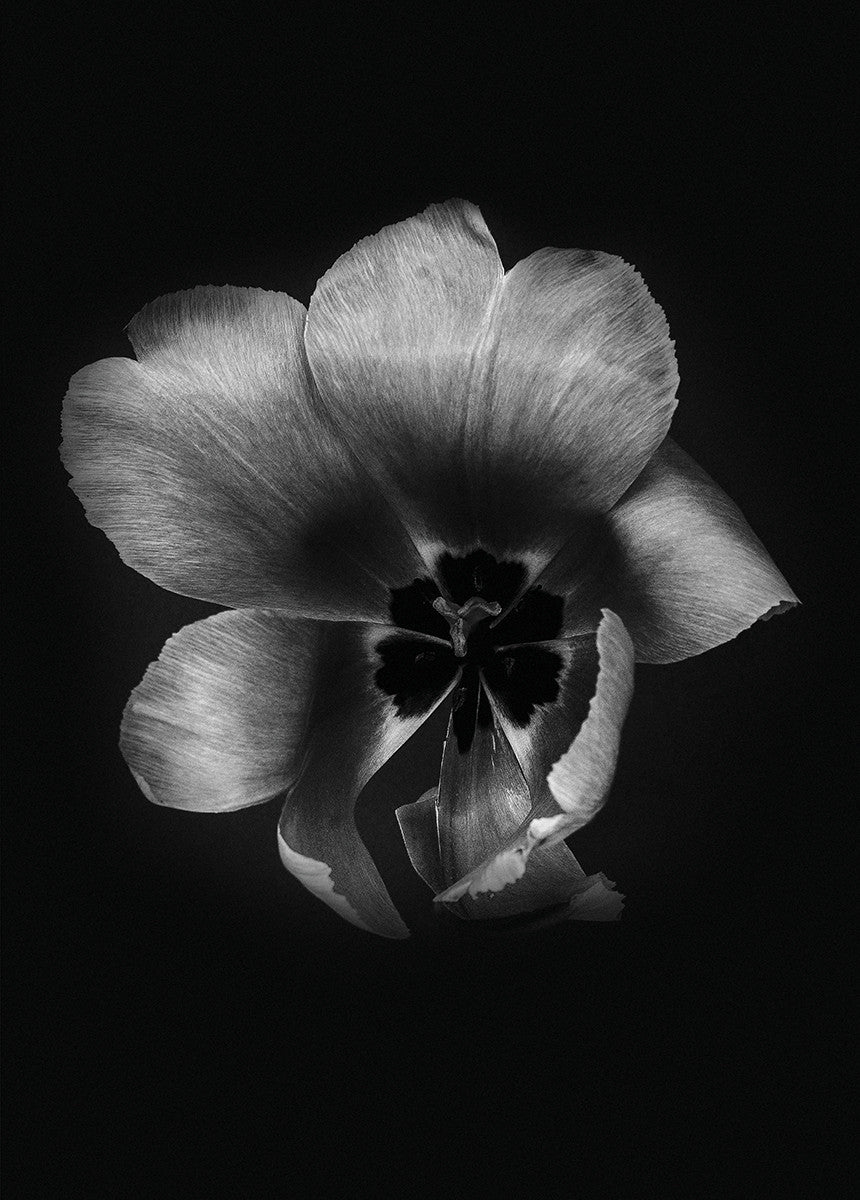 Tulip Life III, 50cmx70cm wall art