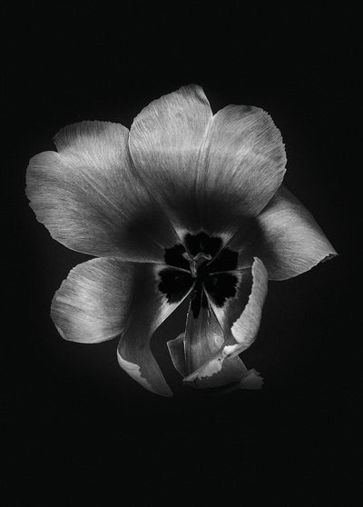 Tulip Life III, 50cmx70cm wall art
