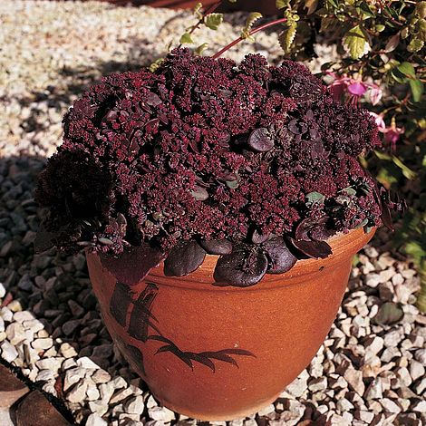 Sedum Turkish Delight - The Pavilion