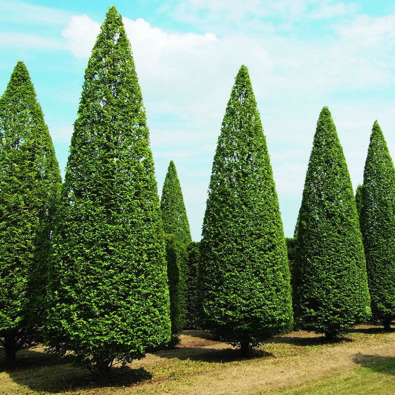 Carpinus Betulus Fastigiata New-CLT 45 08-10 A.F.