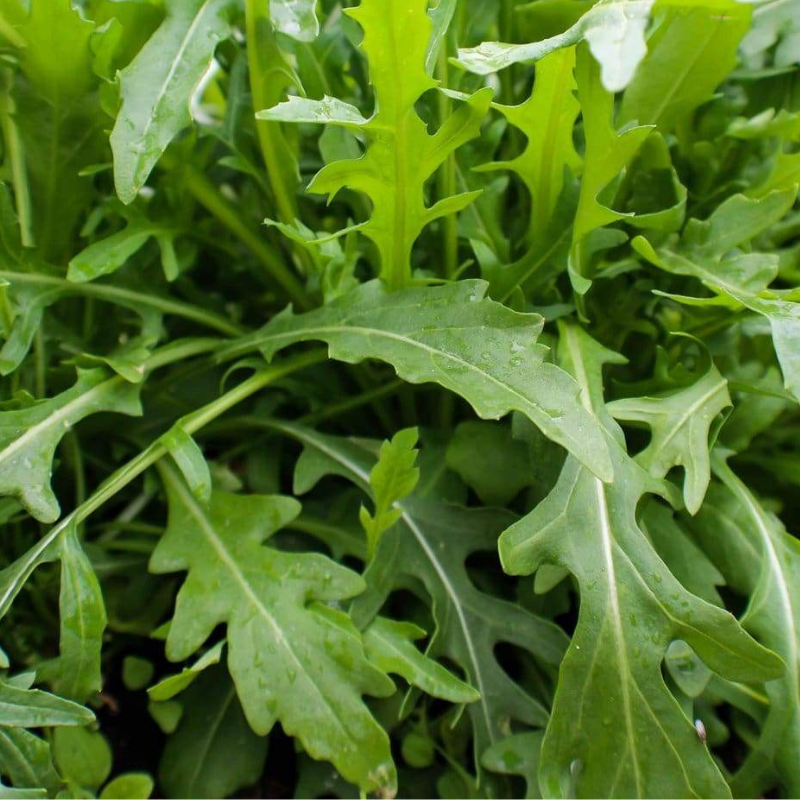 Herb Rocket Discovery