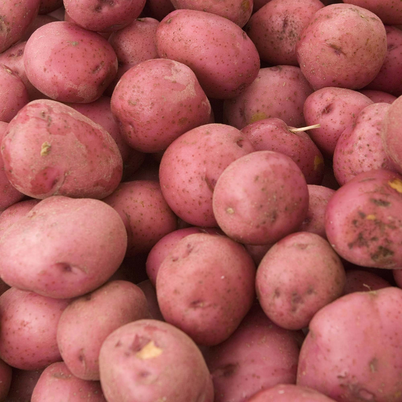 Kerr's Pink Seed Potatoes - 2kg 35-60mm
