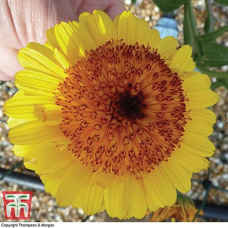 Calendula Crown Yellow - The Pavilion