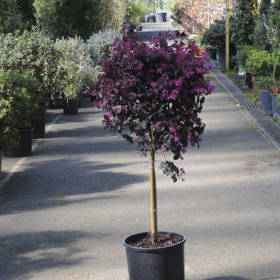 Loropetalum Chinense Black Pearl
