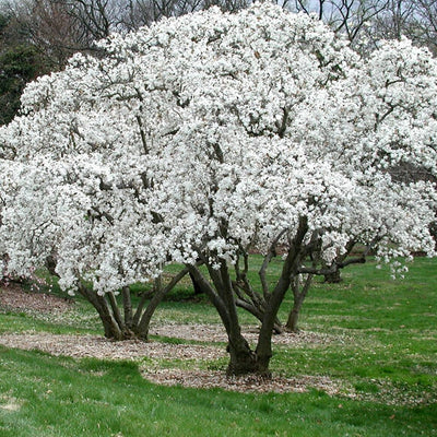 Magnolia Stellata Vqlt 14 1/2 F.