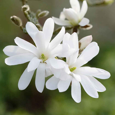 Magnolia Stellata Vqlt 14 1/2 F.