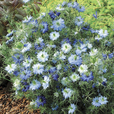 Nigella Moody Blues.