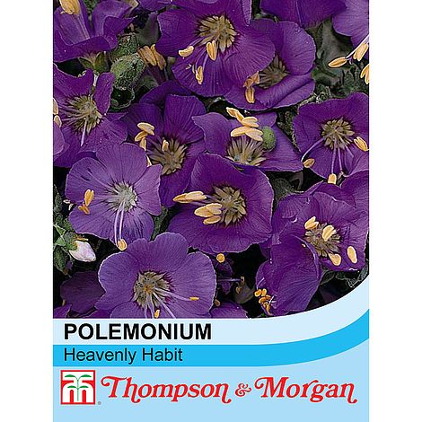 Polemonium Heavenly Habit - The Pavilion