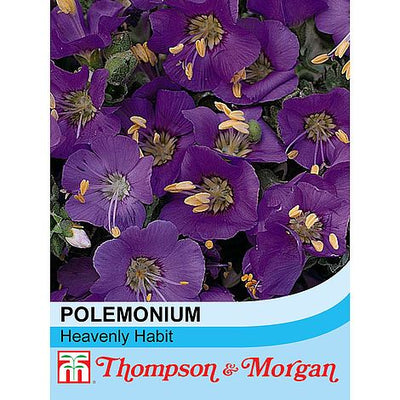 Polemonium Heavenly Habit - The Pavilion