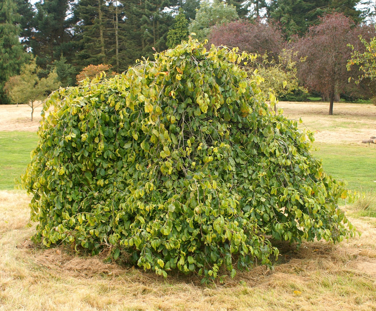 Parrotia Persica Pendula CLT 45-55 175-200