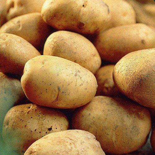 Record Seed Potatoes- 2kg 35-60mm