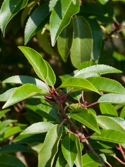 Prunus Lusitanica Angustifolia CLT 15-18 080-100