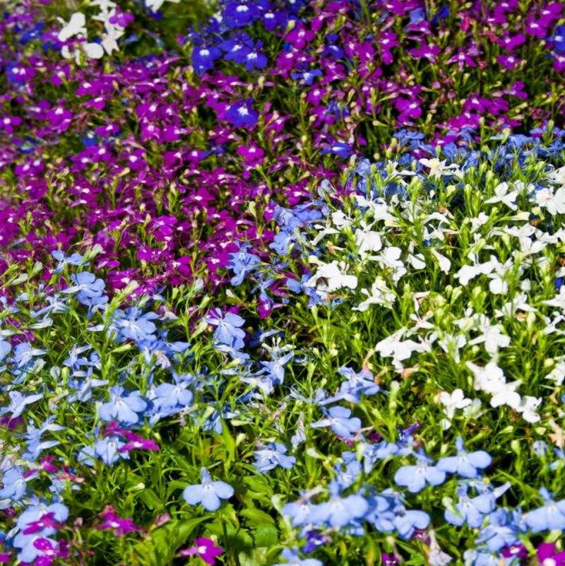 Lobelia Our Mix 12pk