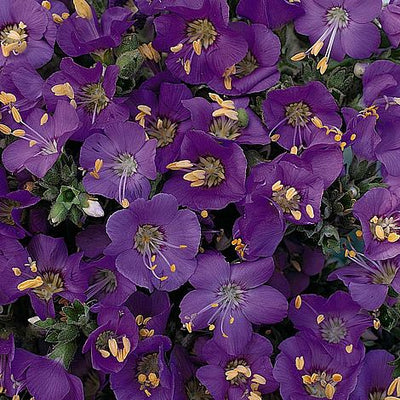 Polemonium Heavenly Habit - The Pavilion