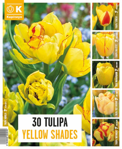 Shades Of Colour Tulipa Yellow
