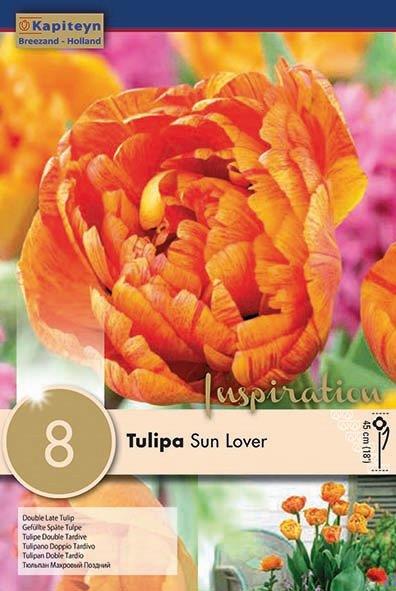 Tulipa Sun Lover 12/+