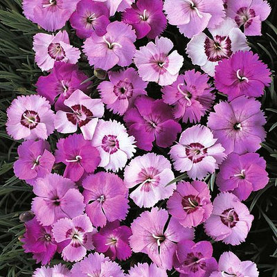 Dianthus Ipswich Pinks Mixed - The Pavilion