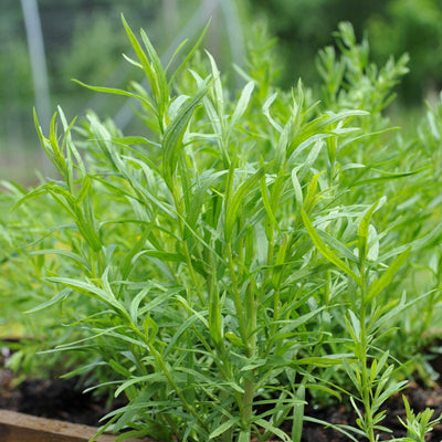 Herb Russian Tarragon