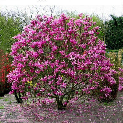 Magnolia X Susan Coupe 65 200-250 Ceppaia Ombrelliforme